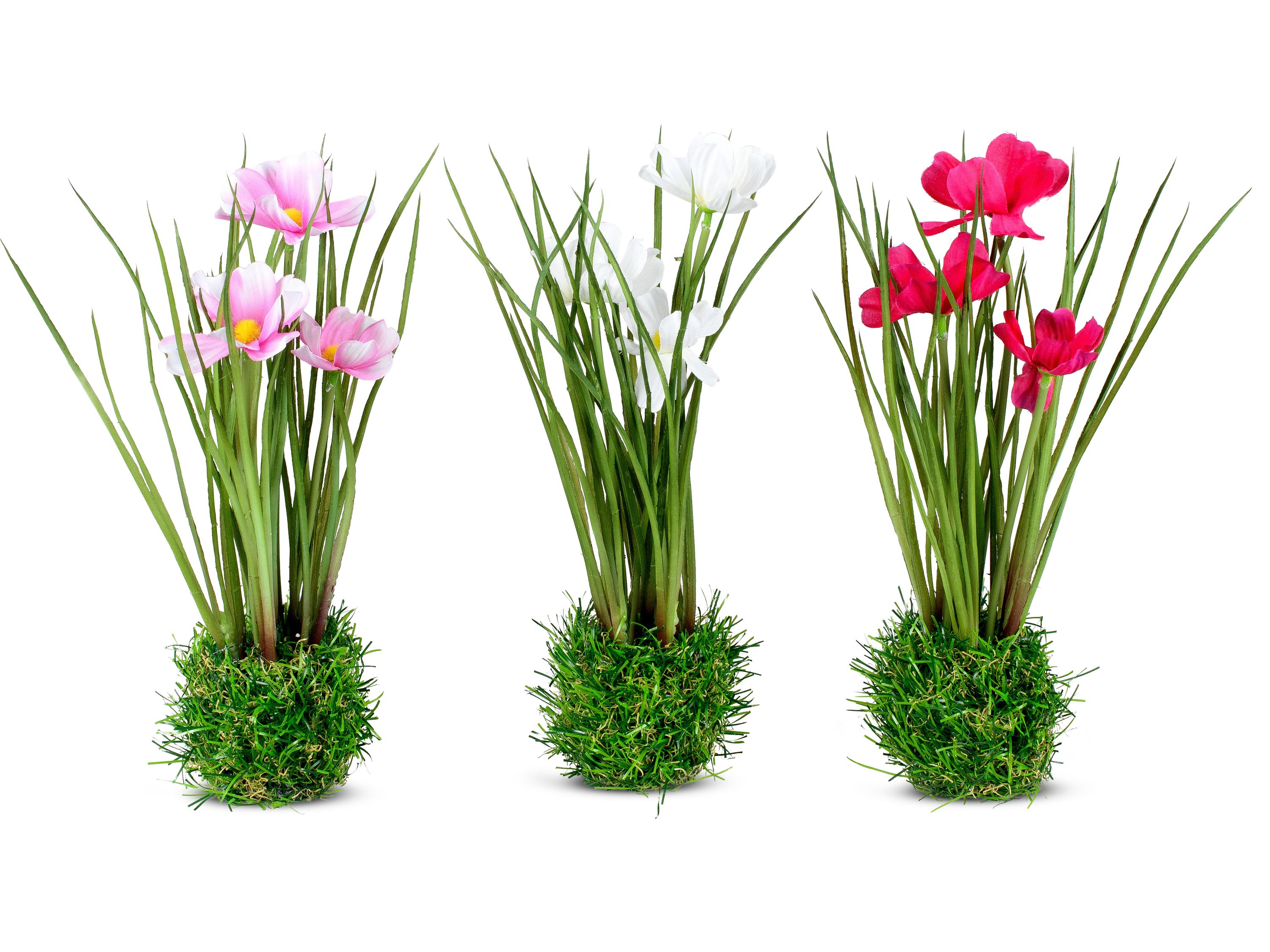 Cosmea auf Grassockel 24cm: Rosa, Weiß & Rot zufällig sortiert