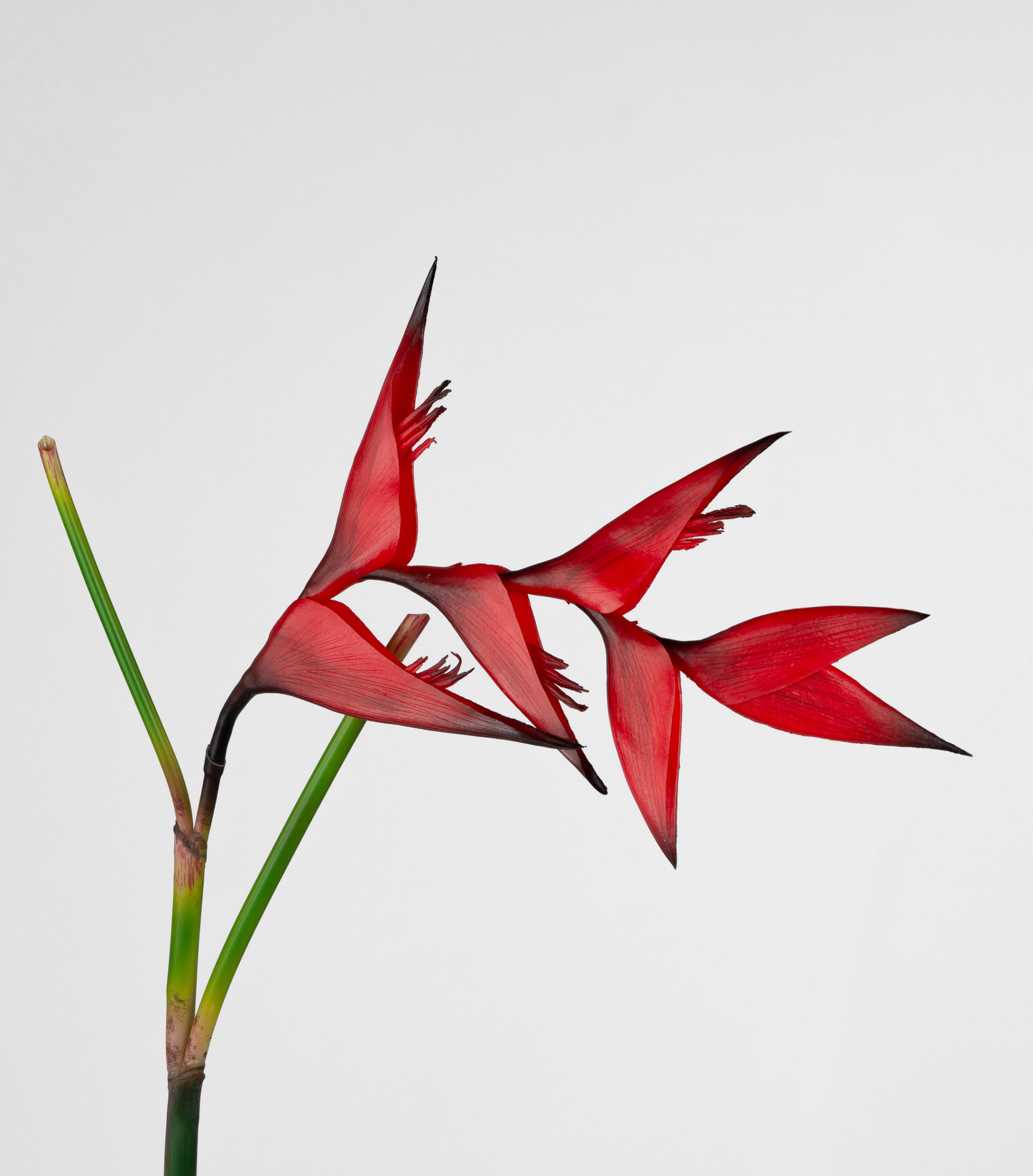 Deko-Blumenzweig Heliconie, rot ca. 95 cm